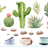 cactus design