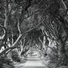 Wall Murals