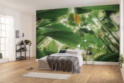 Wall Murals