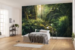 Wall Murals